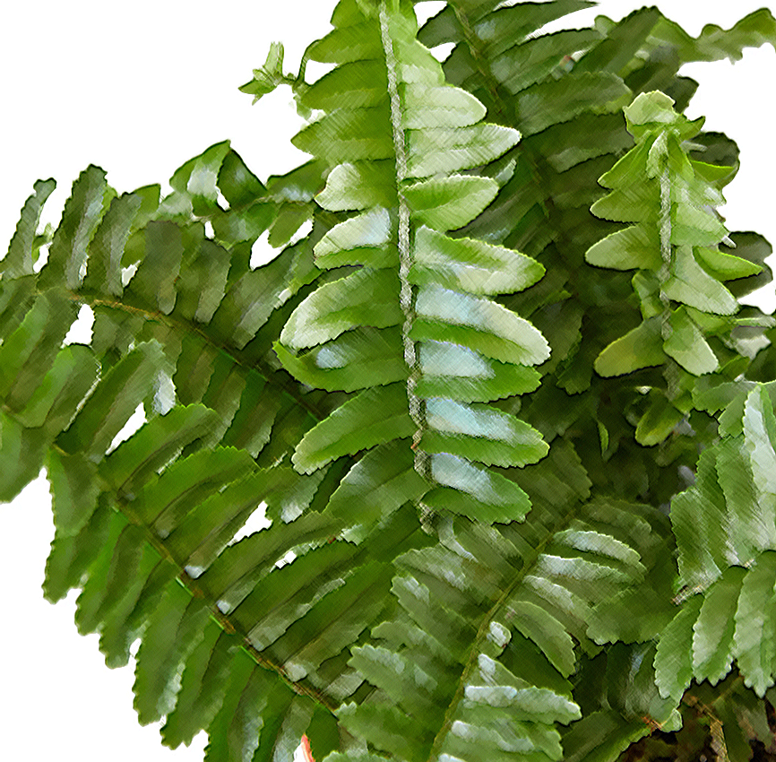 fern