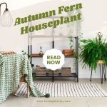 Autumn Fern Houseplant