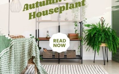 Autumn Fern Houseplant