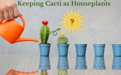 Do Cactus Need Sun All Day Keeping Cacti as Houseplants