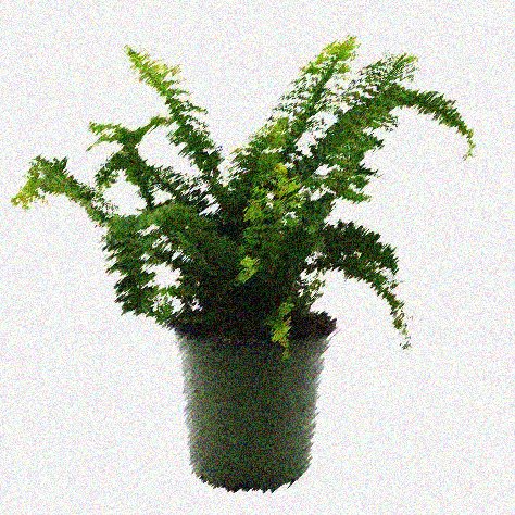 fern plant care