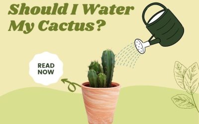 How Often Should I Water My Cactus