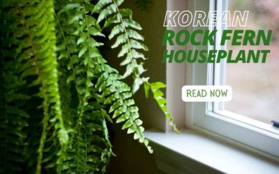 Korean Rock Fern Houseplant