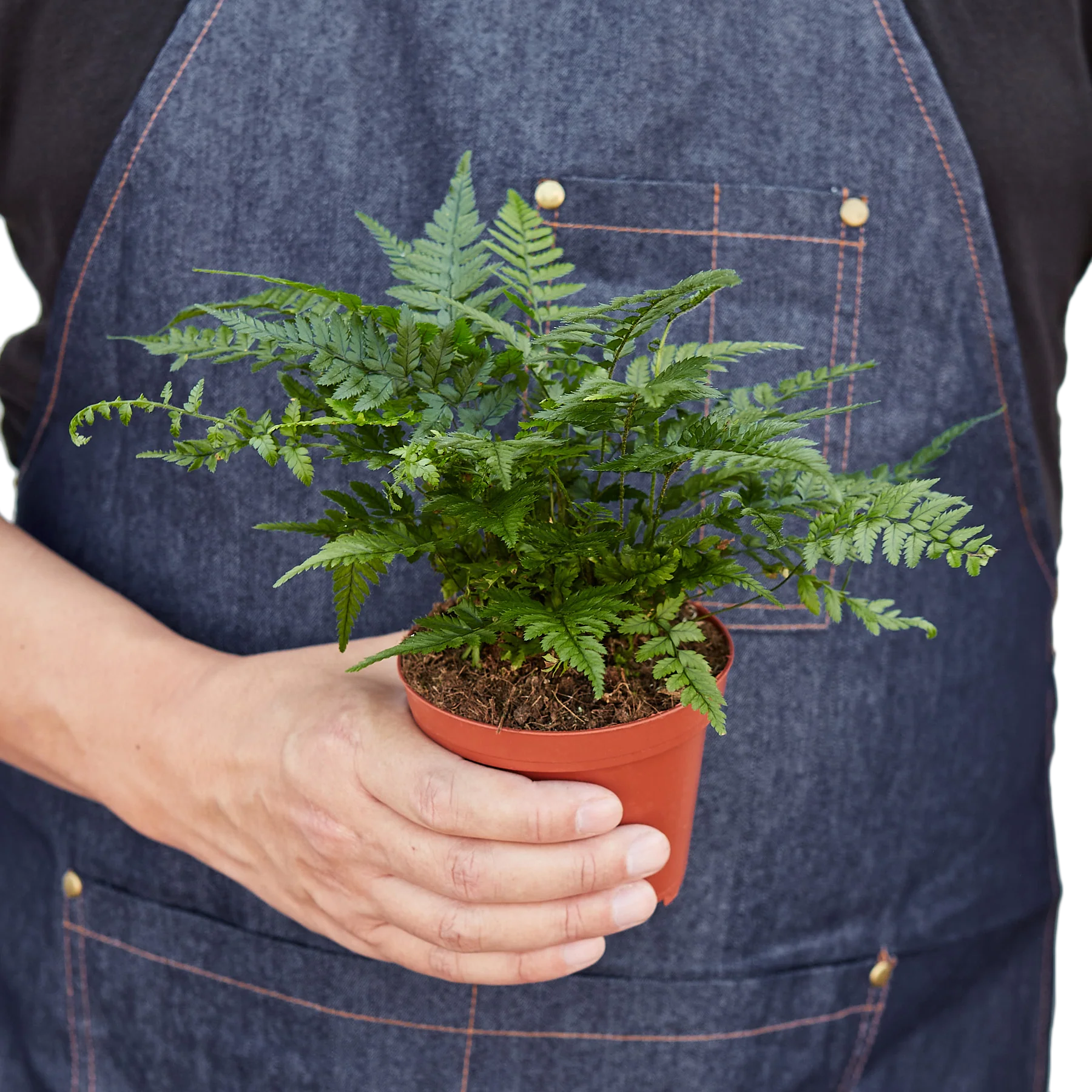 holding a plant