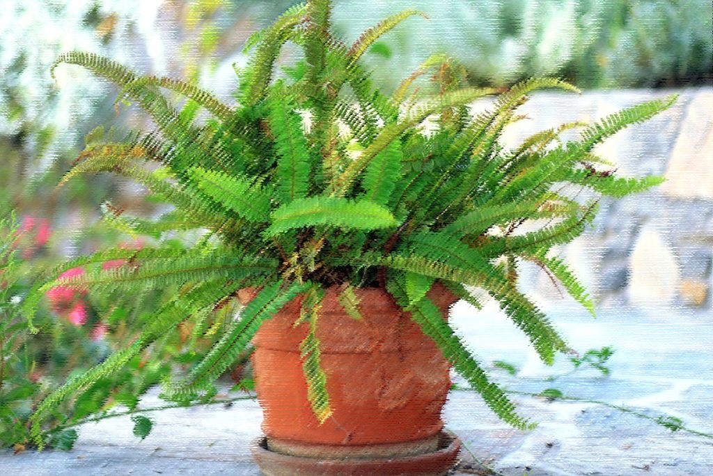 Jester's Crown Fern