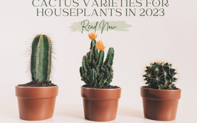 The Best Low Light Cactus Varieties for Houseplants in 2023