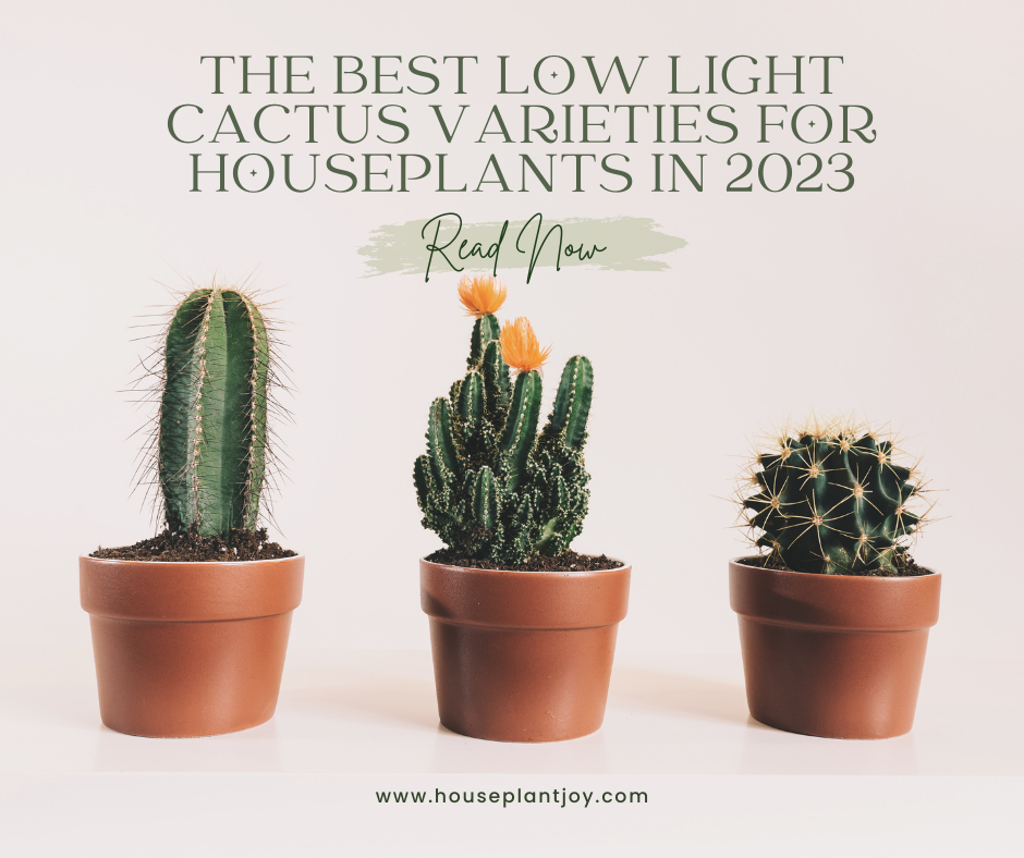 The Best Low Light Cactus Varieties for Houseplants in 2023