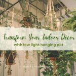 Transform Your Indoor Décor with Low Light Hanging Pot