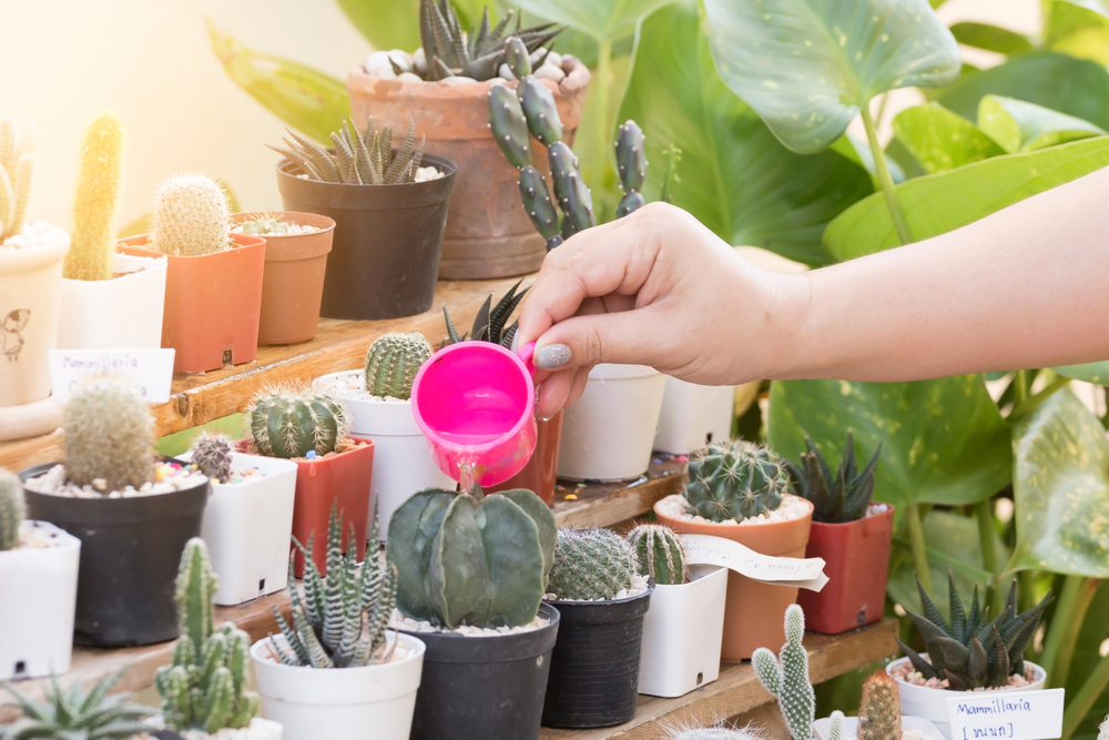 A person saving an overwatered cactus plant