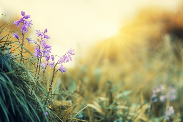 blossoms, light, violet