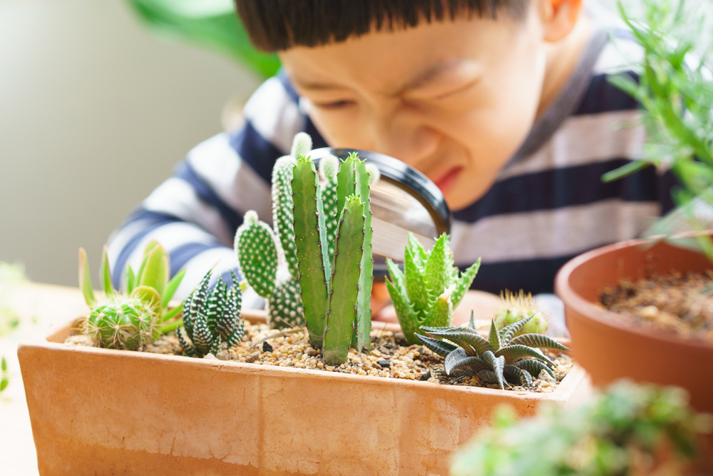 A variety of water sources for cactus care