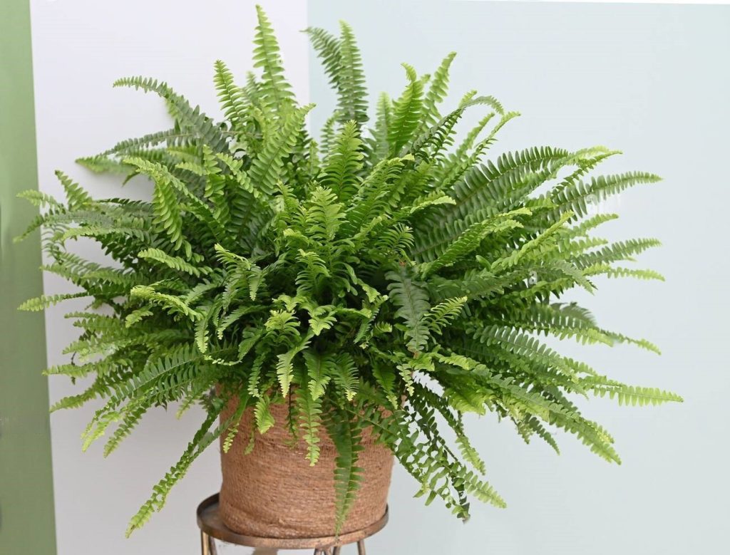 Jester's Crown Fern