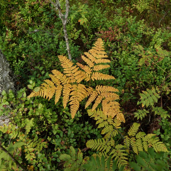 Autumn Houseplant