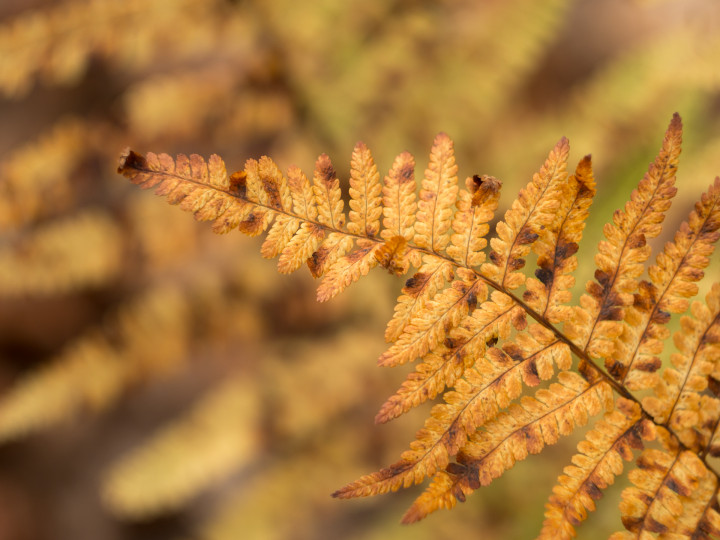 browning leaves