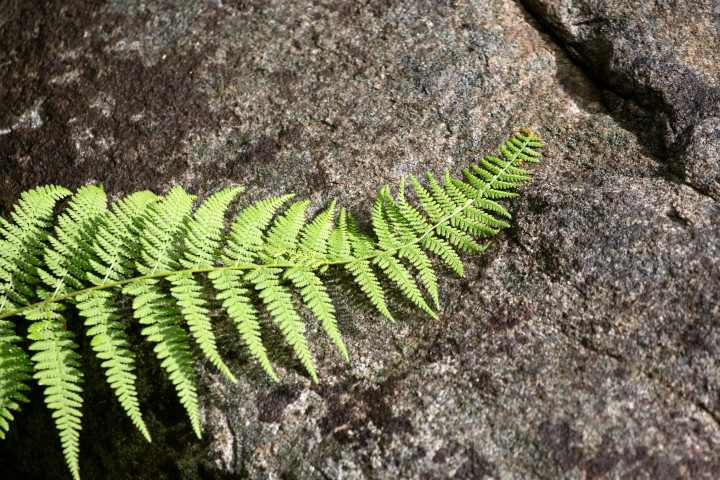 Korean rock fern houseplant