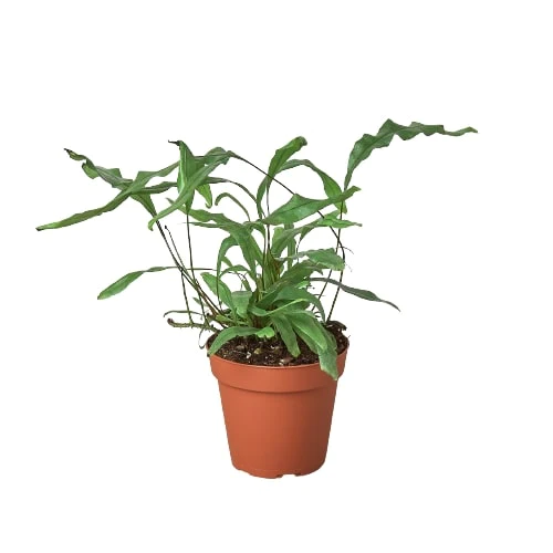 Kangaroo Paw Fern houseplant, Kangaroo Fern