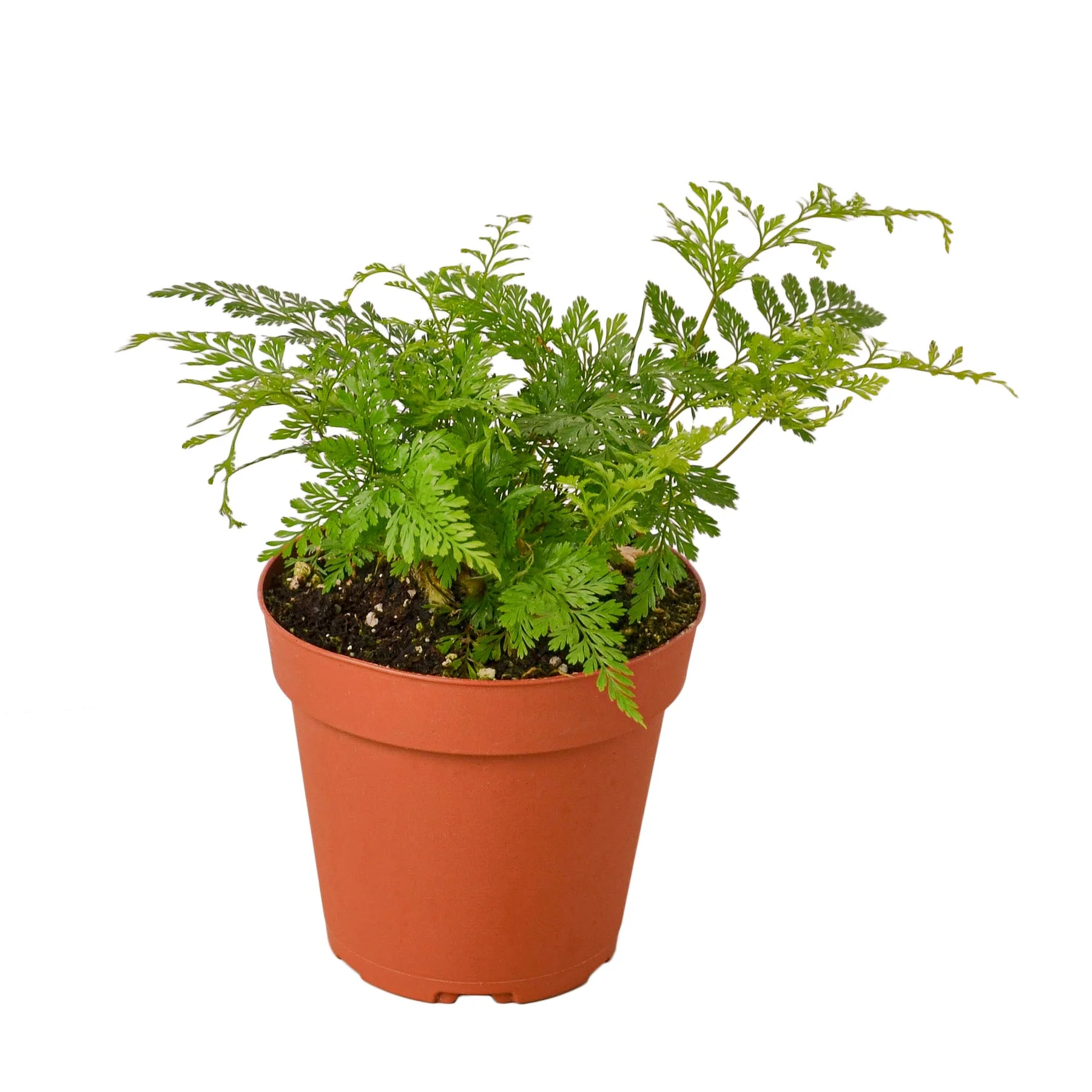 Rabbit's Foot Fern Houseplant