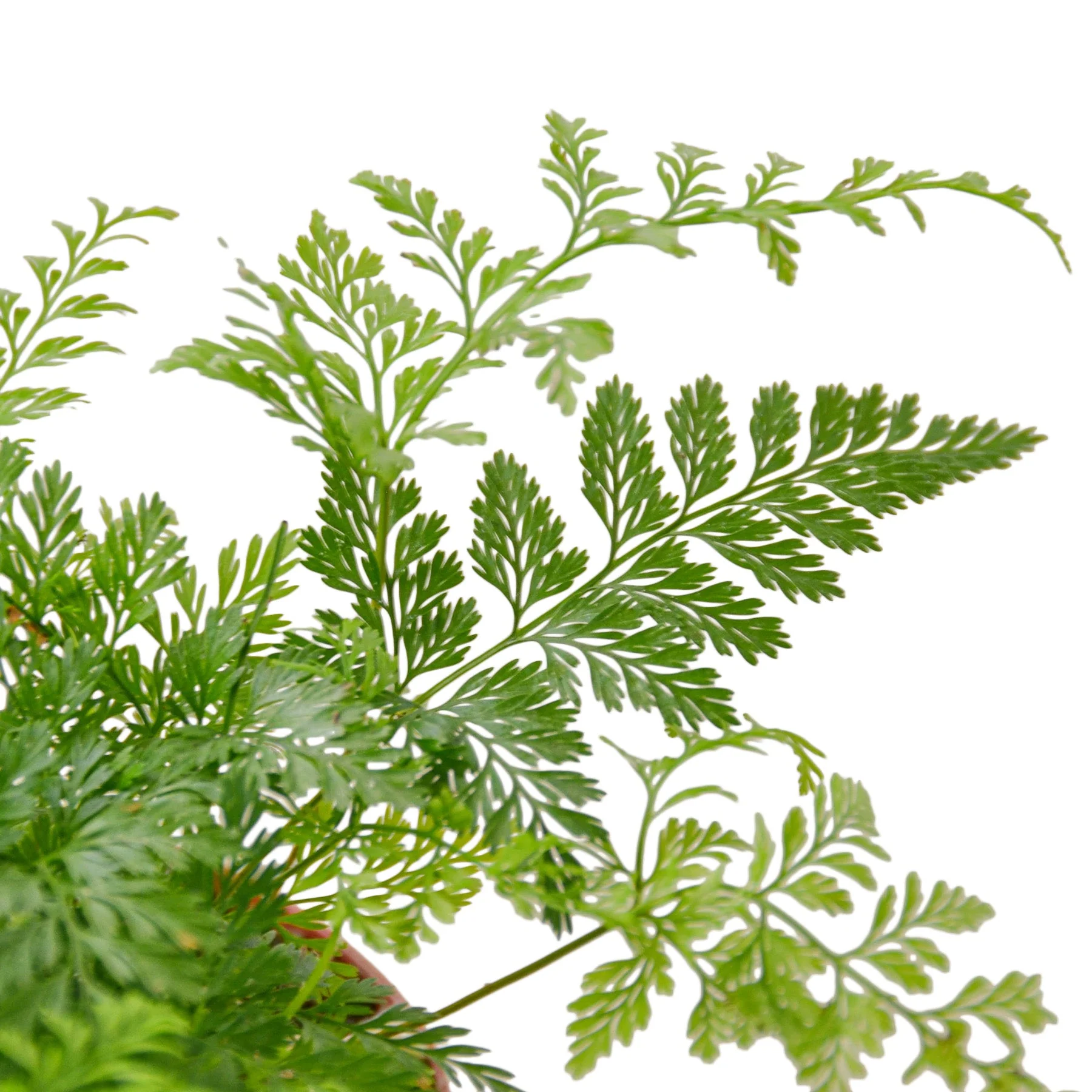 Rabbit's Foot Fern Houseplant