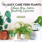 15+ Easy Care Fern Plants Enhance Your Indoor Gardening Experience