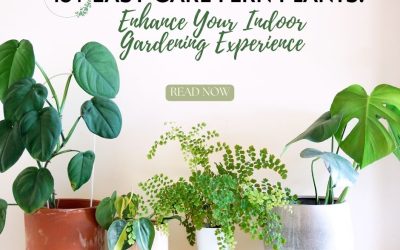 15+ Easy Care Fern Plants Enhance Your Indoor Gardening Experience