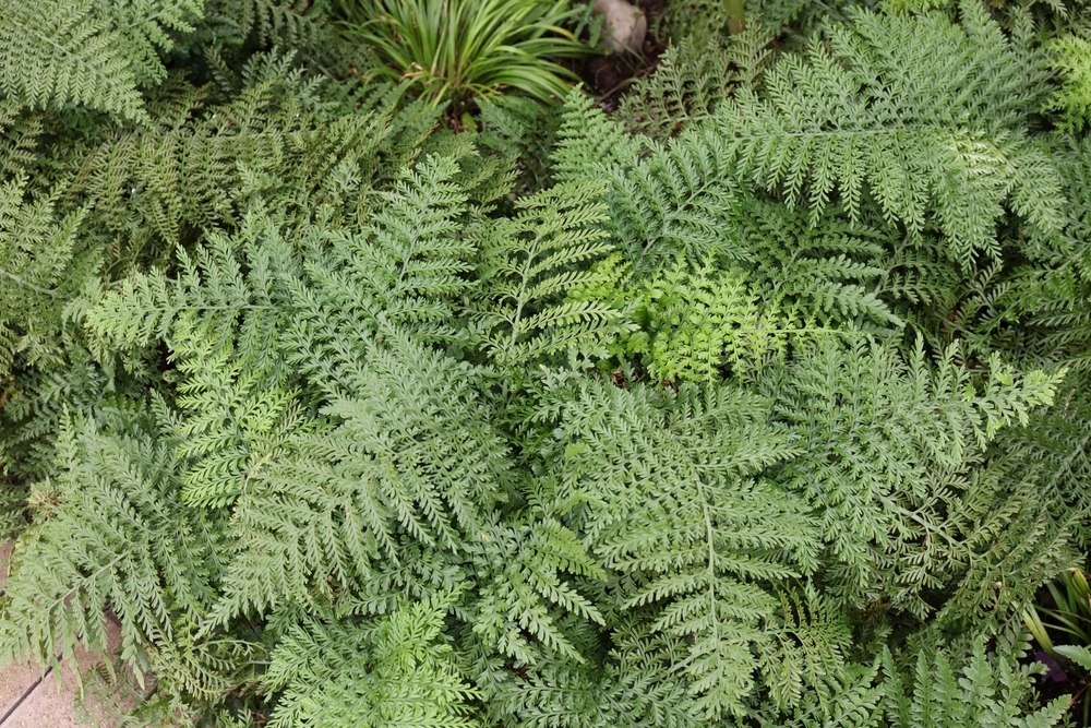 Austral Gem Fern, Asplenium dimorphum,A group of Austral Gem Bird's Nest Ferns