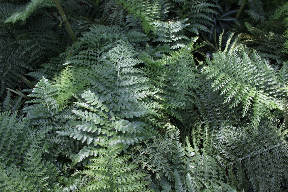 Austral Gem Fern houseplant, Lush green foliage of austral gem bird's nest fern