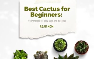 Best Cactus for Beginners Top Choices for Easy Care and Success