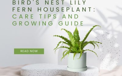 Bird's Nest Lily Fern Houseplant Care Tips and Growing Guide