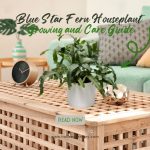 Blue Star Fern Houseplant Growing and Care Guide