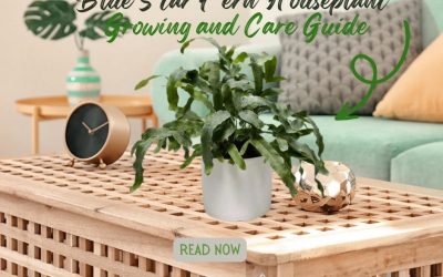 Blue Star Fern Houseplant Growing and Care Guide