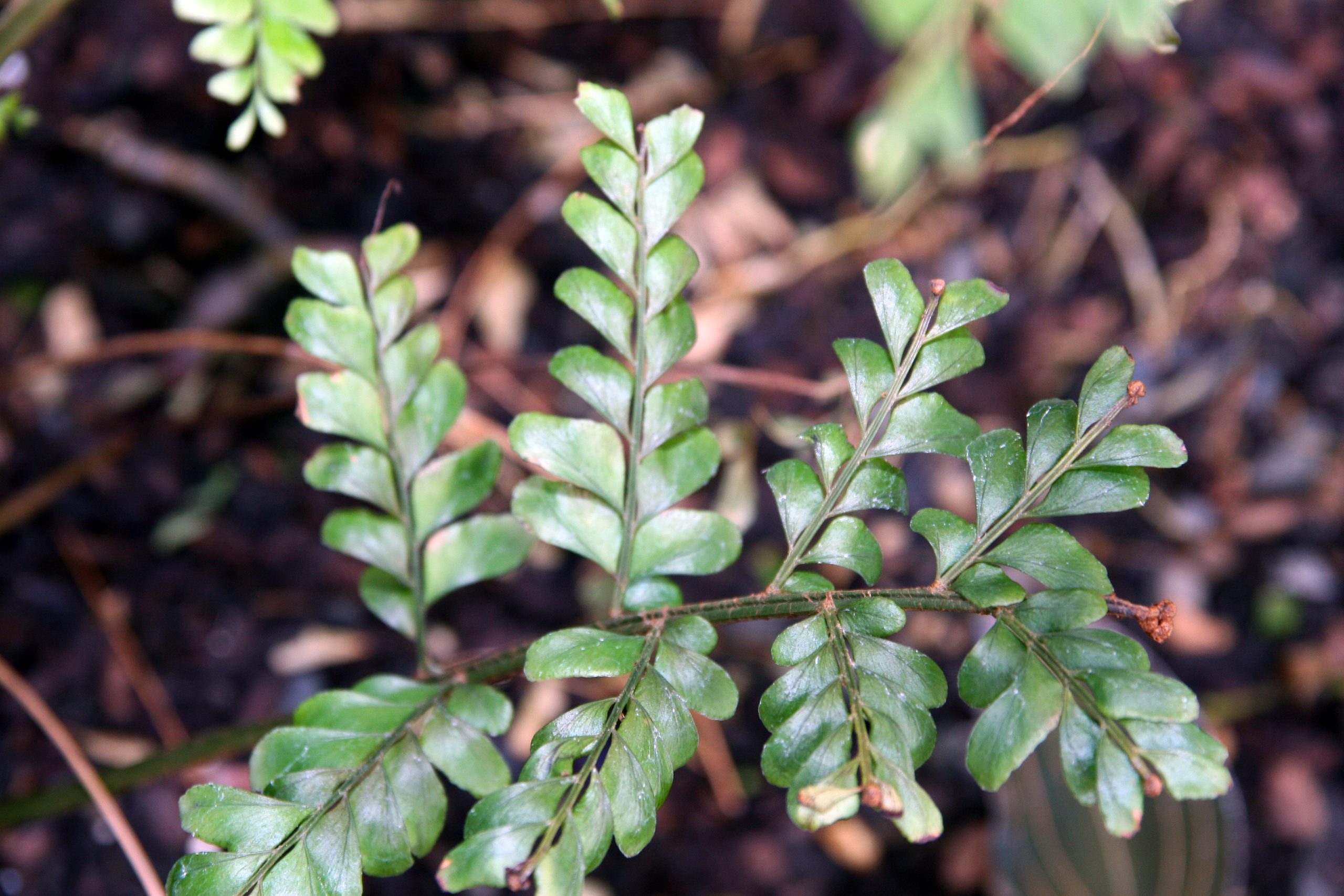 Mahogany Fern houseplant