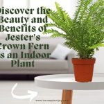 Discover the Beauty and Benefits of Jester's Crown Fern as an Indoor Plant