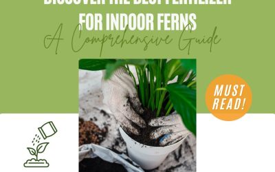 Discover the Best Fertilizer for Indoor Ferns A Comprehensive Guide