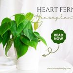 Heart Fern Houseplant