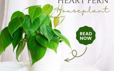 Heart Fern Houseplant