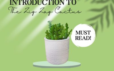 Introduction to the Zig Zag Cactus