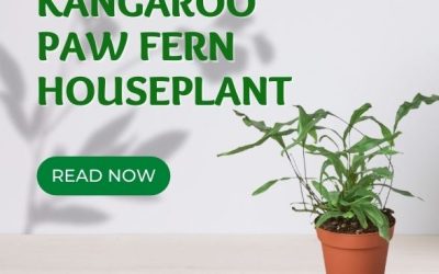 Kangaroo Paw Fern Houseplant