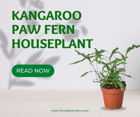 Kangaroo Paw Fern Houseplant