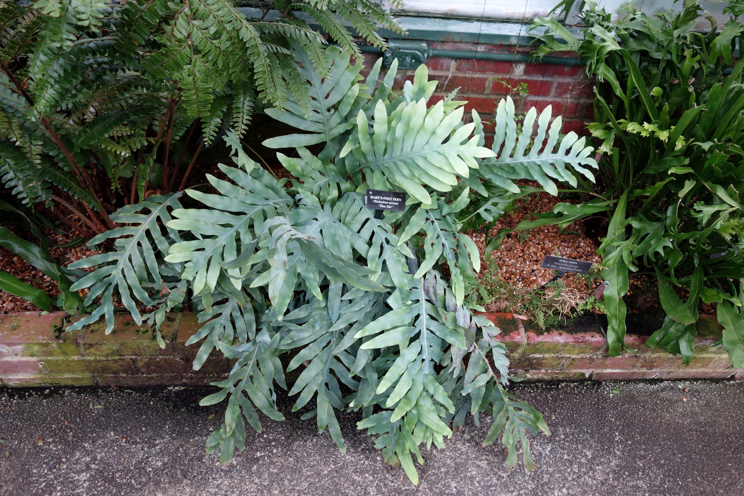 Blue Star Fern Houseplant