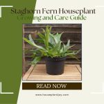 Staghorn Fern Houseplant Growing and Care Guide