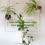 Transform Your Indoor Decor with Low Light Hanging Plant