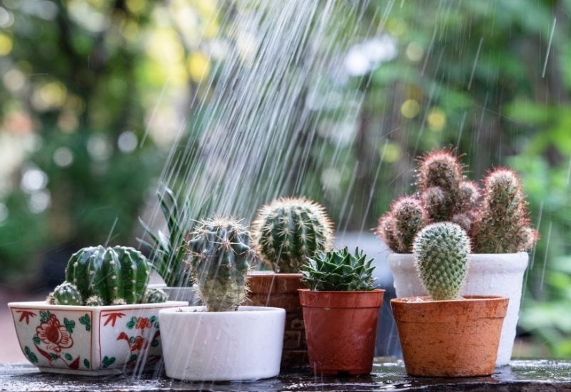 Best Cactus for Beginners