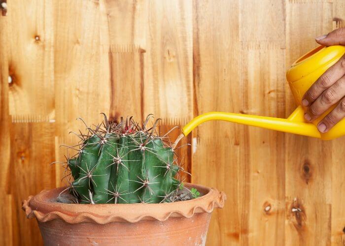 Best Cactus for Beginners