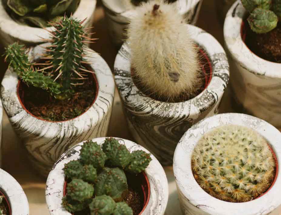 Best Cactus for Beginners