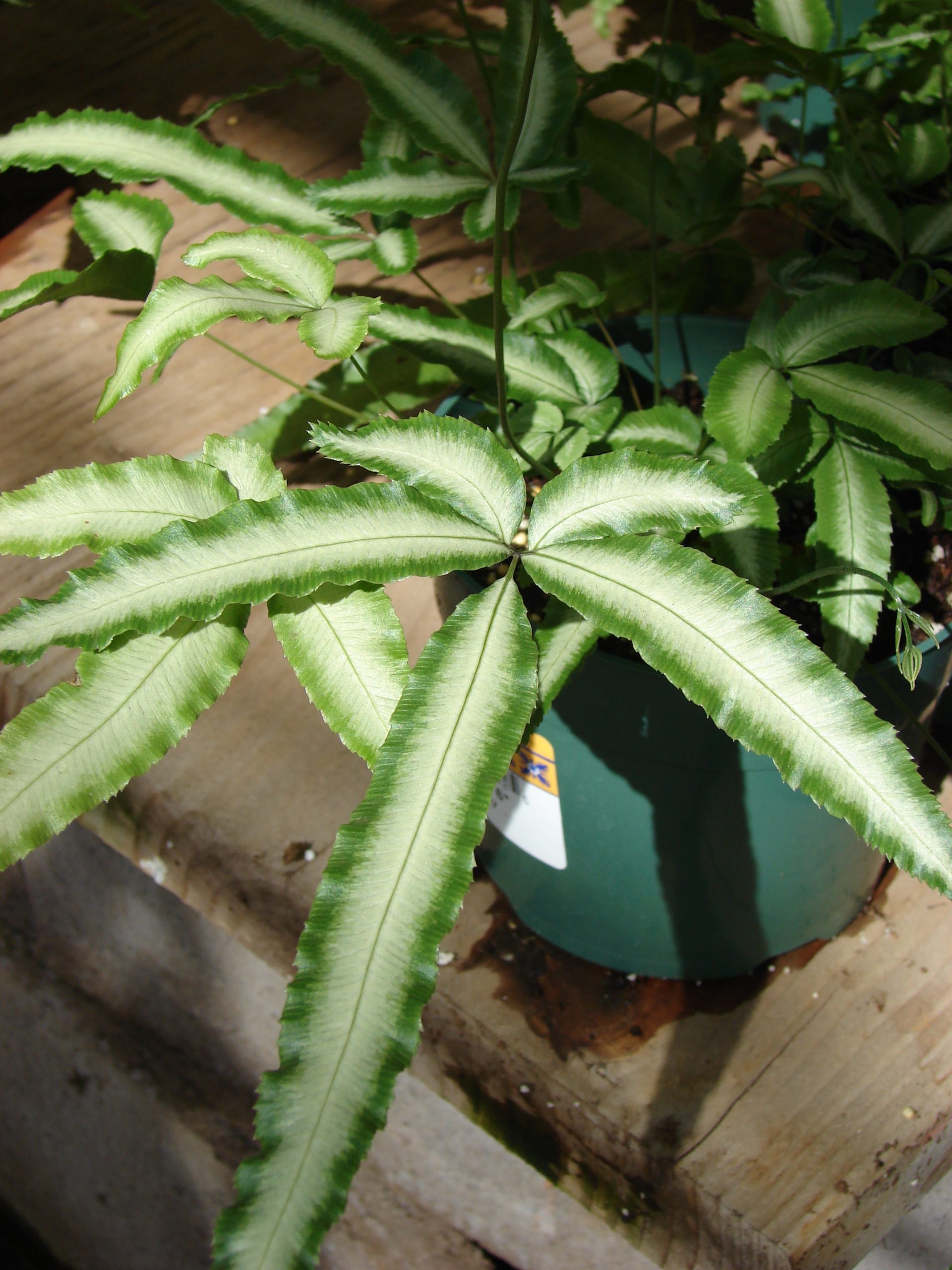 Silver Lace Fern houseplant