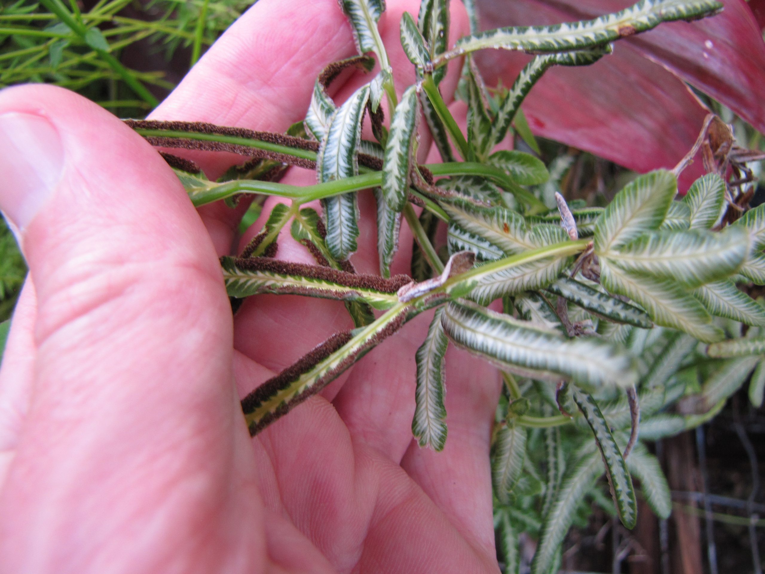 Silver Lace Fern Houseplant