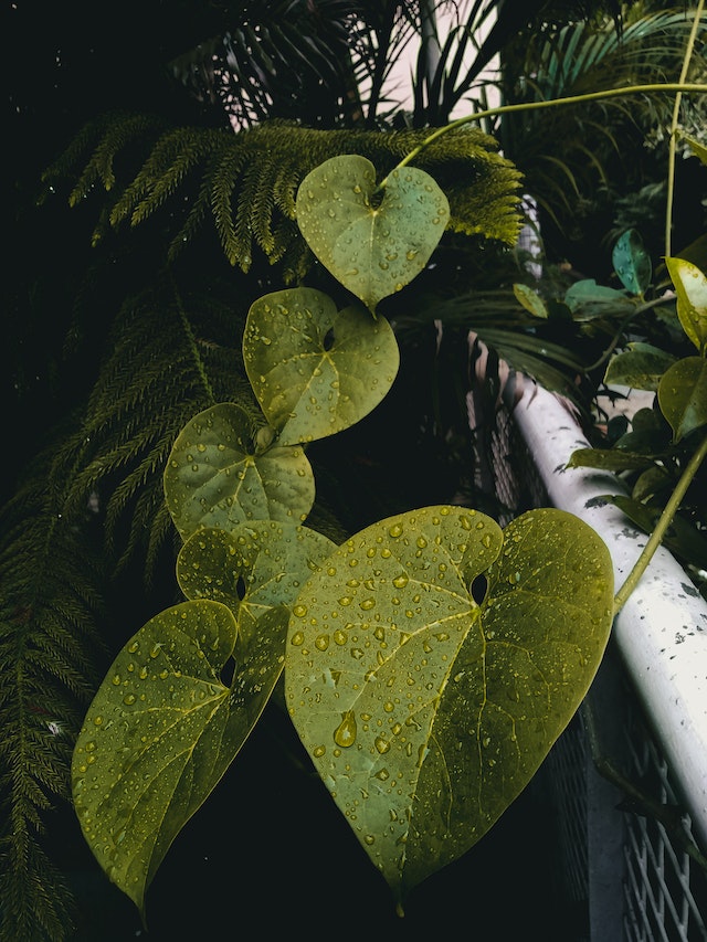 Heart Fern houseplant