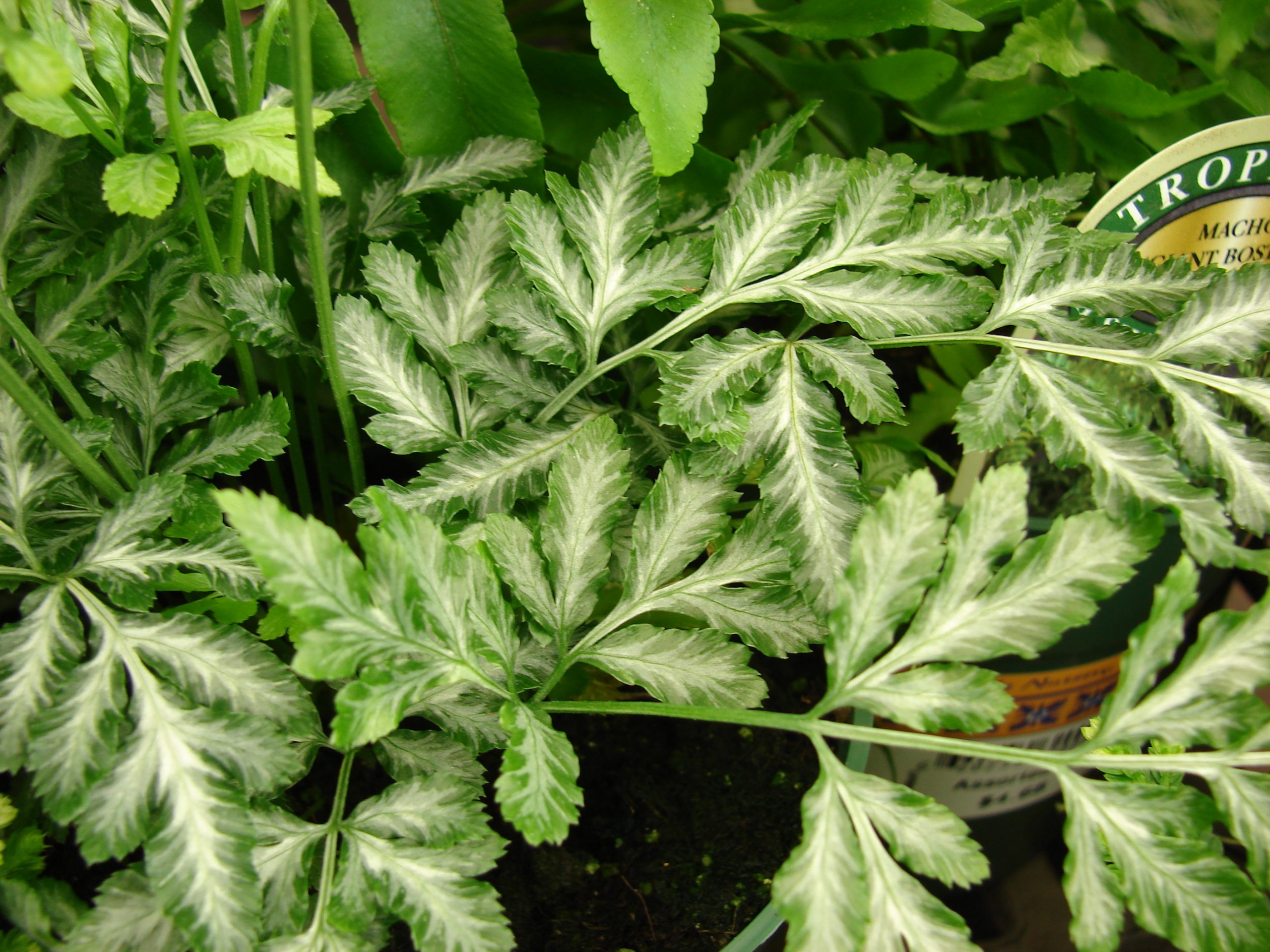 Silver Lace Fern houseplant