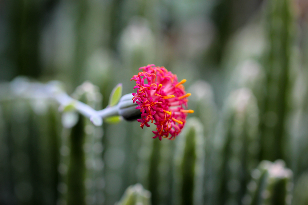 Pickle plant