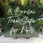 15 Bonsai Tree Safe for Pets